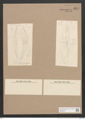 Amphora indusiata Grun. (de-Toni-Nr.: Genus 36) Zeichnungen Sammlung Grunow Nr. 3251 (NHMW-BOT-W0370725)